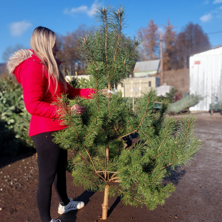 Borovica lesná (Pinus Sylvestris) - výška 180-190 cm, rezaná